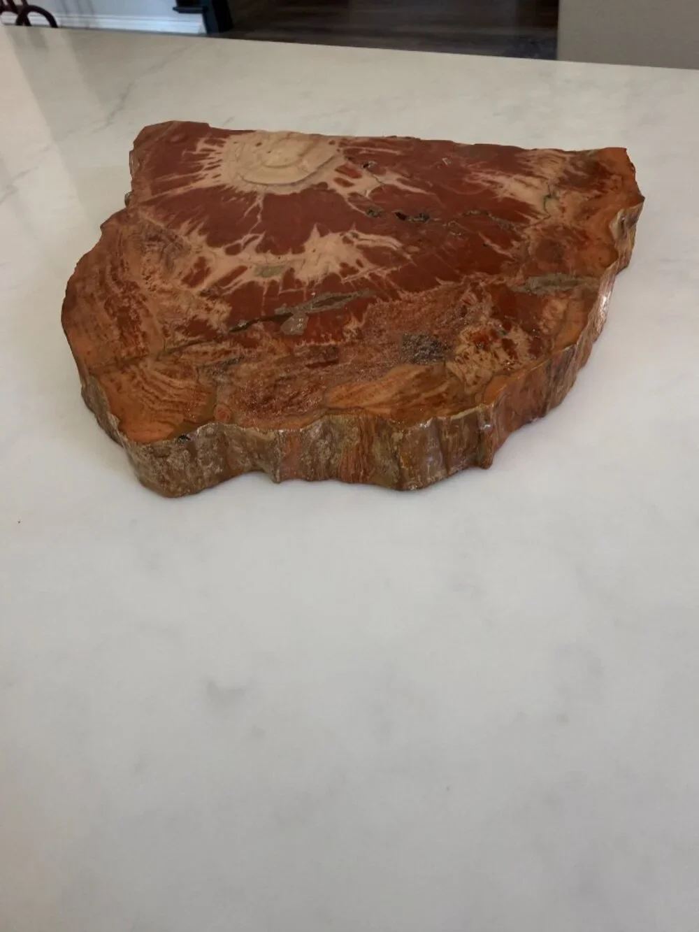 Petrified Wood Slab - 4lbs